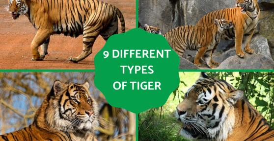 Different Types of Tigers - Living and Extinct Subspecies