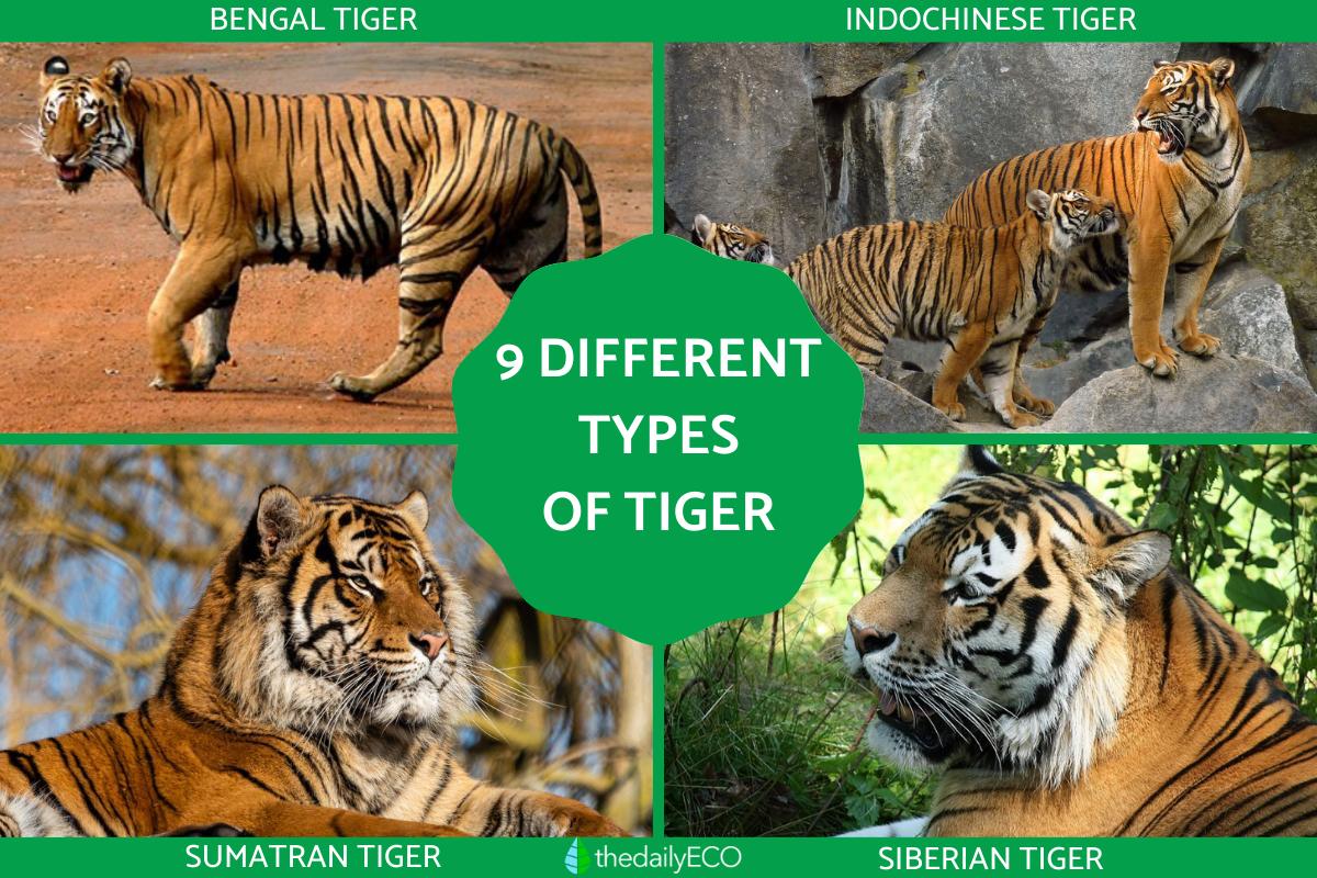 Siberian Tiger Bengal Tiger Differences Tiger Species WWF