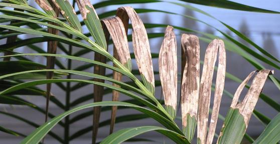 My Kentia Palm Leaves Are Turning Brown