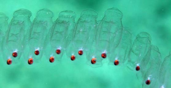 What Are Sea Salps?