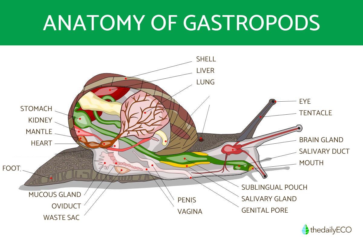 Gastropods - Types, Characteristics, and Habitats