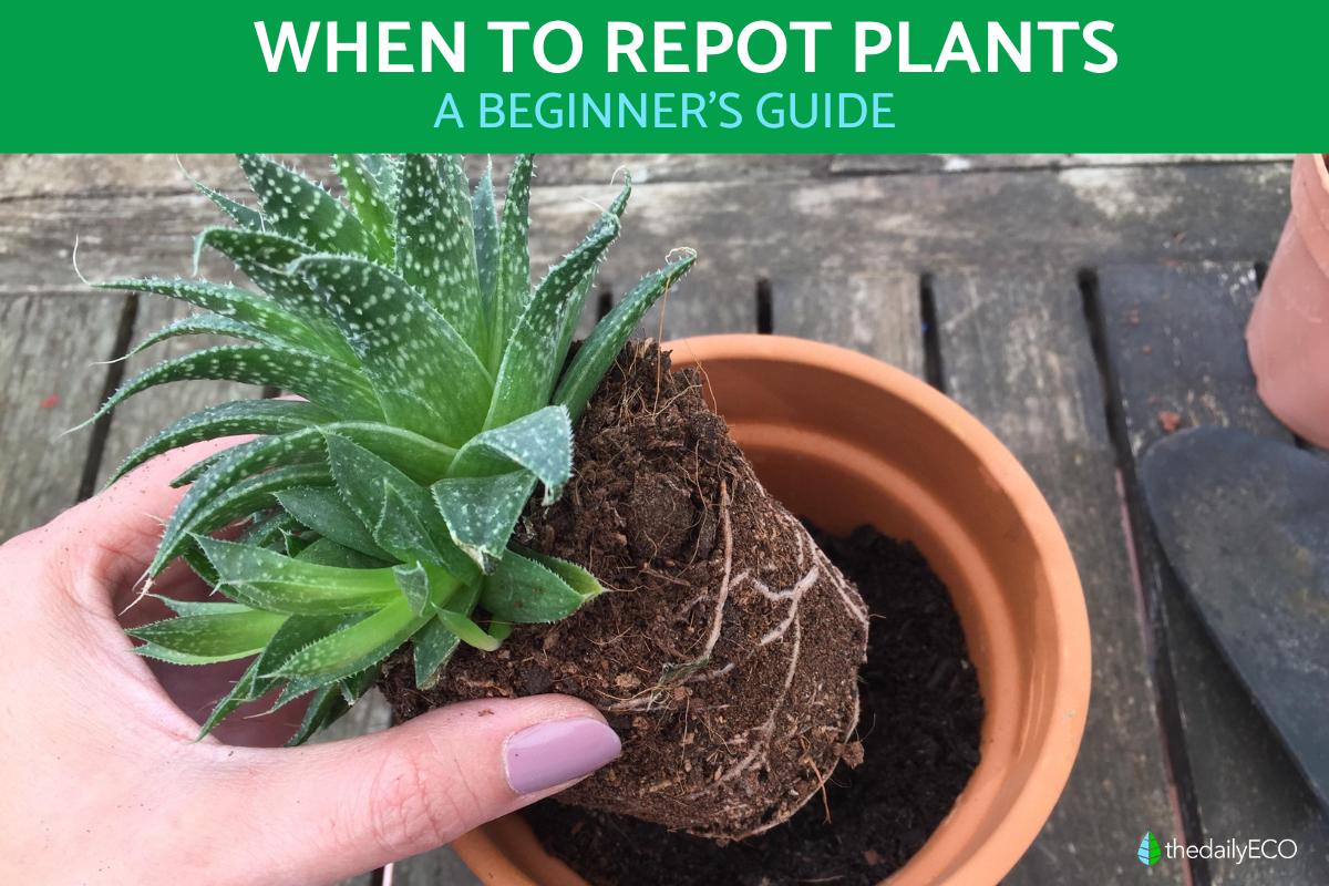 When to Repot Plants