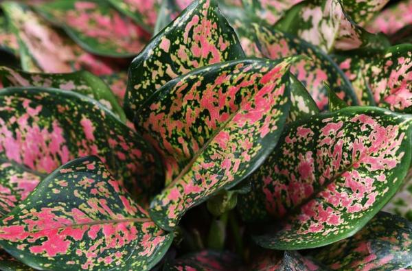 Indoor Plants That Grow in Water - Chinese evergreen 