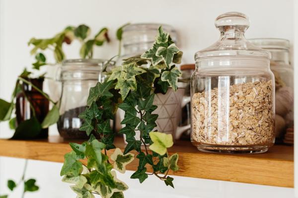 Indoor Plants That Grow in Water - Common ivy