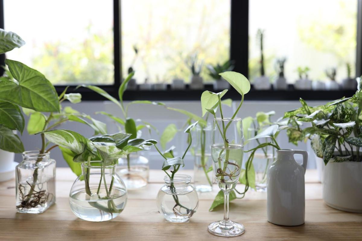 Indoor Plants That Grow in Water