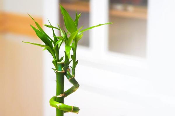 Indoor Plants That Grow in Water - Lucky bamboo 