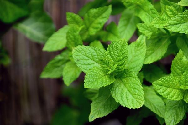 Indoor Plants That Grow in Water - Mint