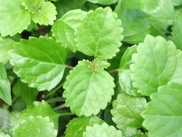 Indoor Plants That Grow in Water - Swedish Ivy