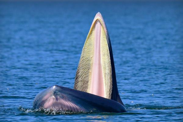 Do All Whales Have Teeth? - Do whales have teeth?