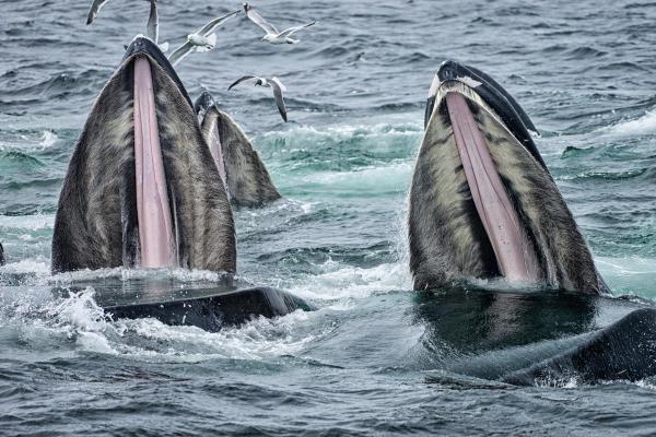 Do All Whales Have Teeth? - Why don't whales have teeth?