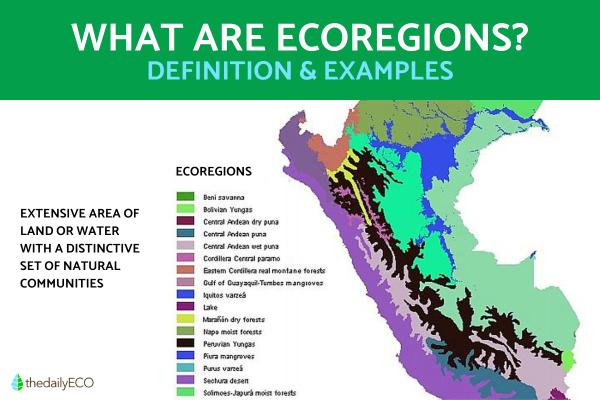 What Is an Ecoregion? - Definition With Examples