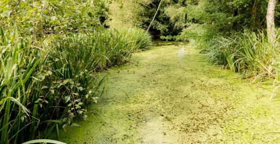 What Is the Goal of Bioremediation?