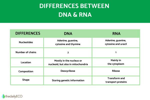 The Differences Between DNA and RNA