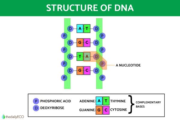 The Differences Between DNA and RNA - What is DNA?