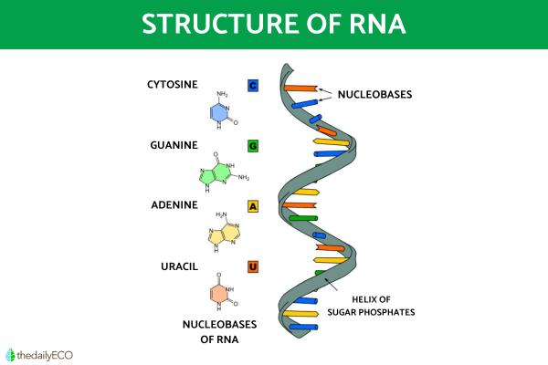 rna structure labeled