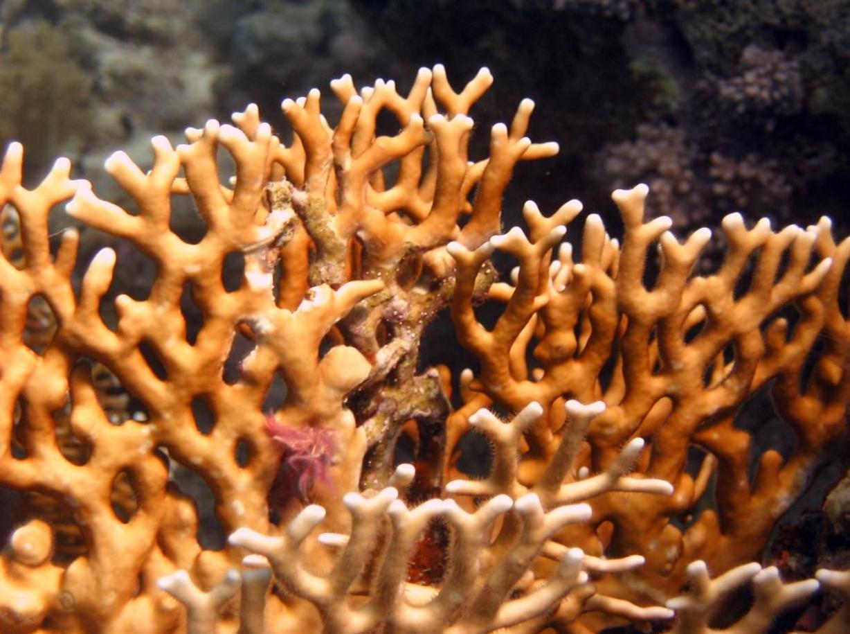 What Is Fire Coral? The Coral That Stings With Photos