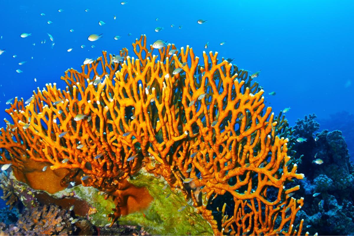 What Is Fire Coral? - The Coral That Stings