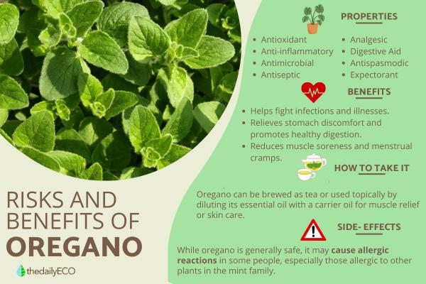 How to Grow and Use Oregano