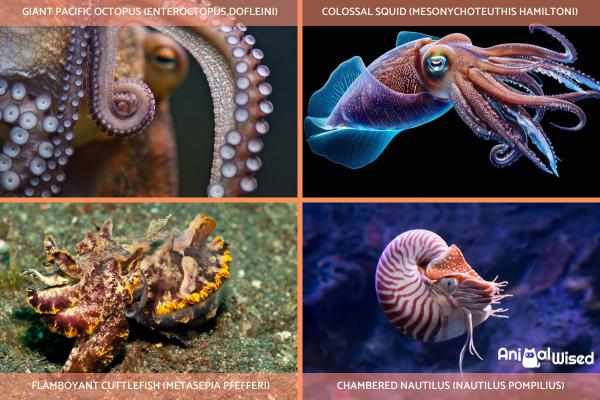 What Are Cephalopods? - Examples & Key Features - Examples of cephalopods