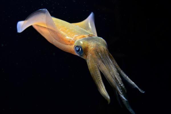 What Are Cephalopods? - Examples & Key Features - Key characteristics of cephalopods