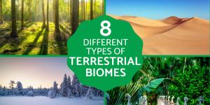 Types of Terrestrial Biomes on Earth