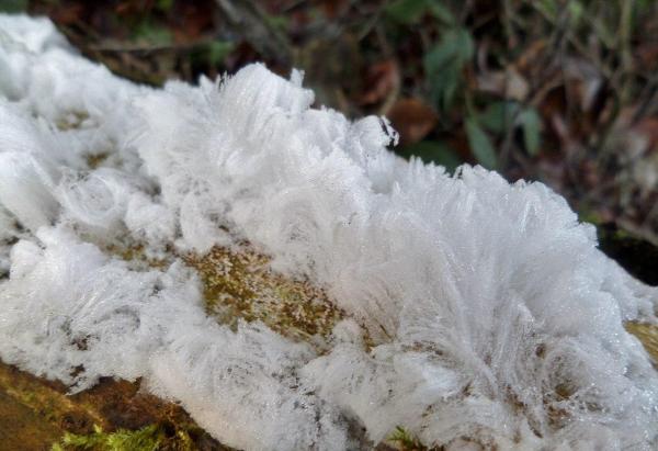 What Is Hair Ice? - Hair Ice Fungus - Why does hair ice form?