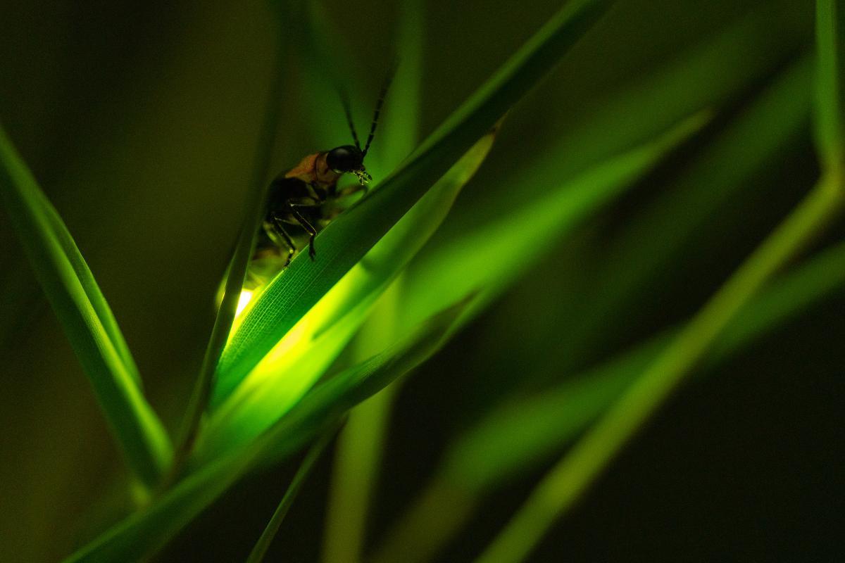 How and Why Do Fireflies Light Up? The Science Behind Firefly Light