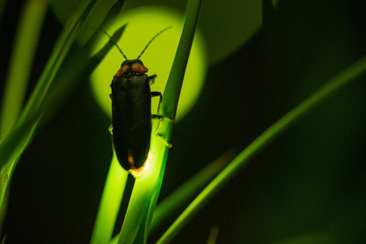 How Do Fireflies Produce Light?