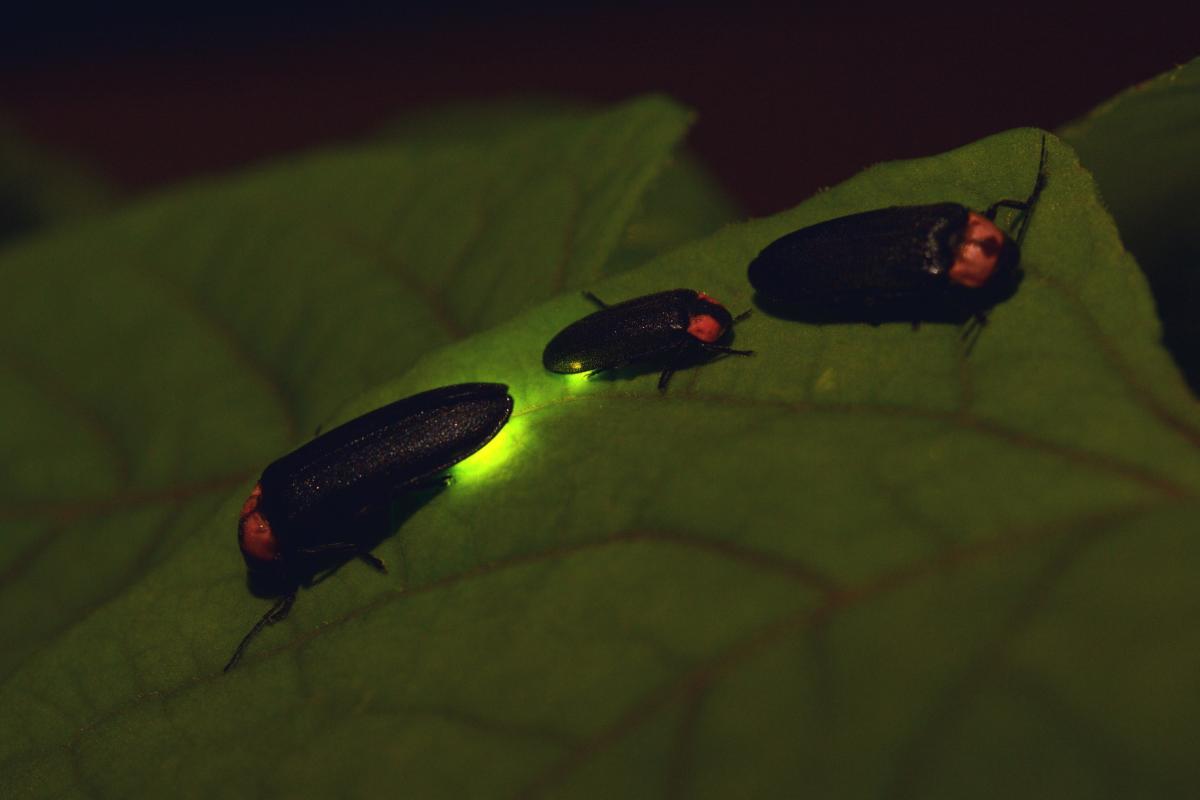 How and Why Do Fireflies Light Up? The Science Behind Firefly Light