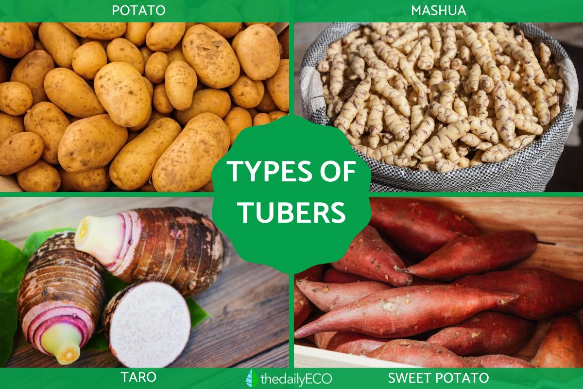 What Are Tubers in Plants? - Types of Plant Tubers With Photos