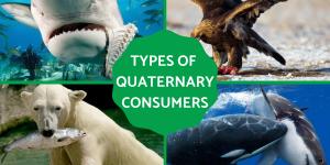 What Is a Quaternary Consumer in a Food Chain?