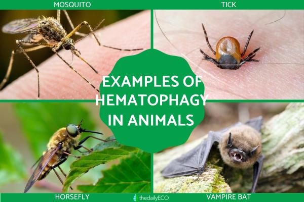 Hematophagy in Animals Examples