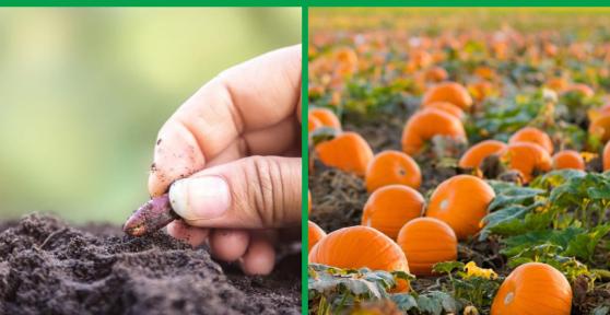 How to Plant a Pumpkin From Seed or Sprout