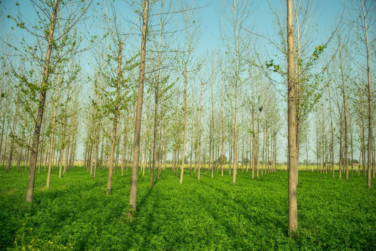 What Is Agroforestry and Its Benefits?