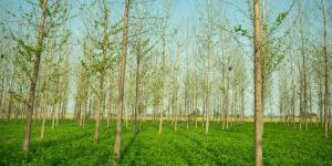 What Is Agroforestry and Its Benefits?