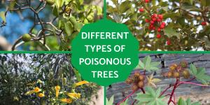 Types of Poisonous Trees - Toxic Trees to Humans