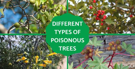 Types of Poisonous Trees - Toxic Trees to Humans