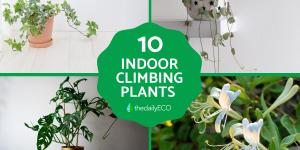 Top Indoor Climbing Plants for Beginners