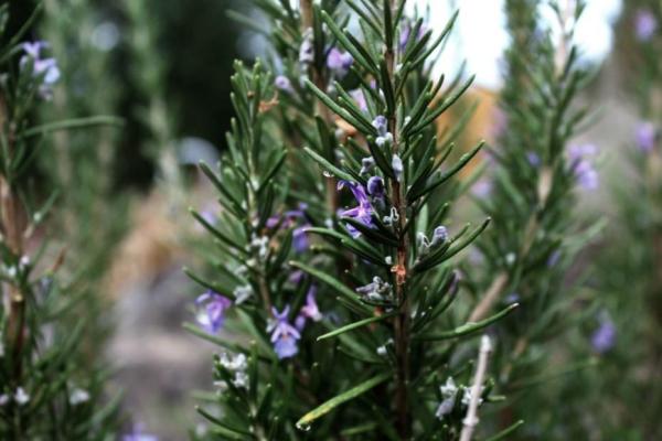 Different Types of Rosemary Plants