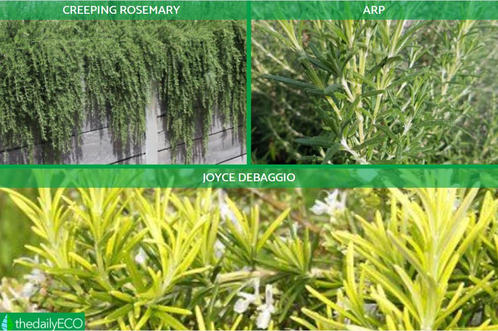 13 Different Types Of Rosemary Plants With Photos Different Types Of Rosemary Plants 19 Paso 2 Orig