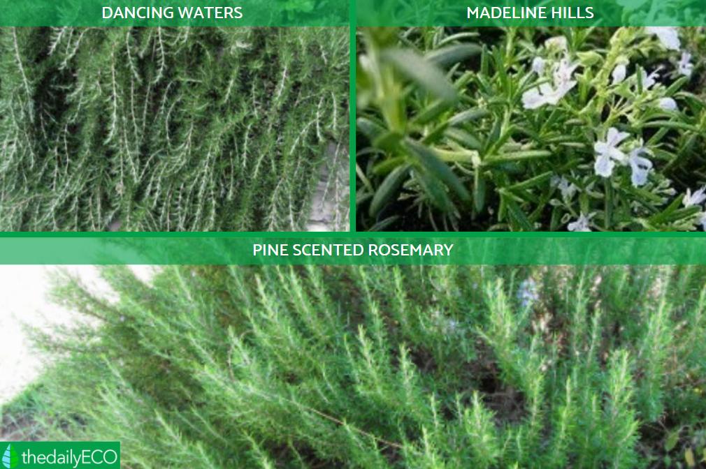 13 Different Types Of Rosemary Plants With Photos Different Types Of Rosemary Plants 19 Paso 3 Orig