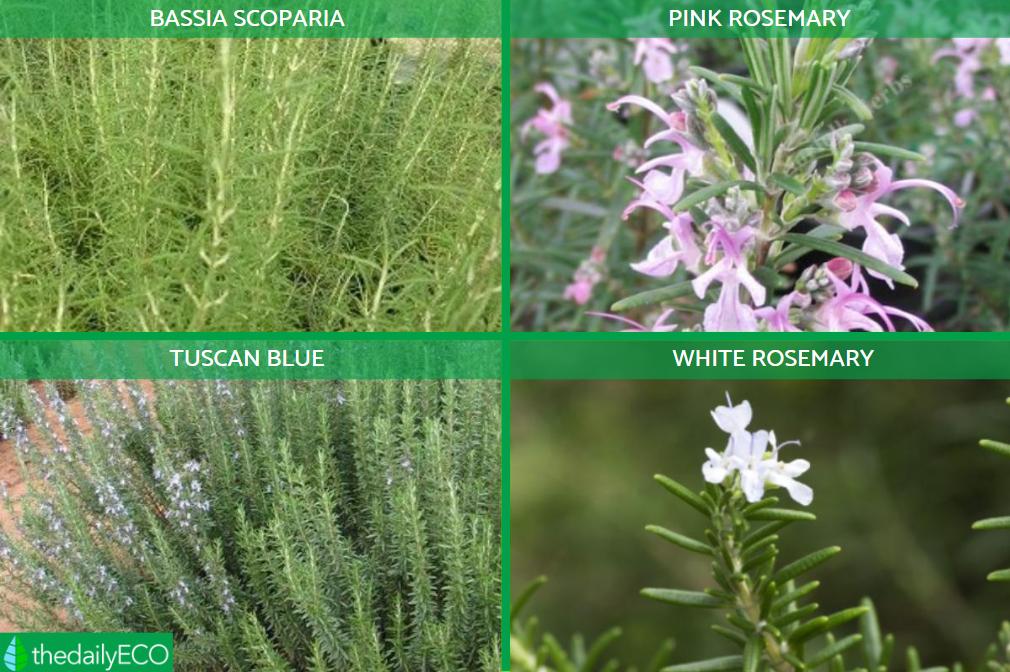 13 Different Types Of Rosemary Plants With Photos Different Types Of Rosemary Plants 19 Paso 4 Orig