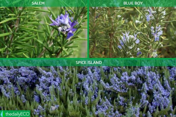 Different Types of Rosemary Plants - Types of rosemary