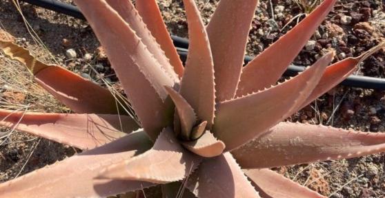 Is Your Aloe Vera Sick? - Causes and Solutions