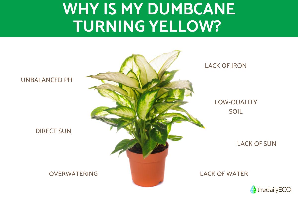 Why is My Dumbcane Turning Yellow?