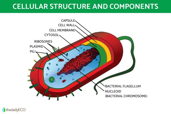 Kingdom Monera Definition and Characteristics in Biology - Cellular structure of the kingdom Monera