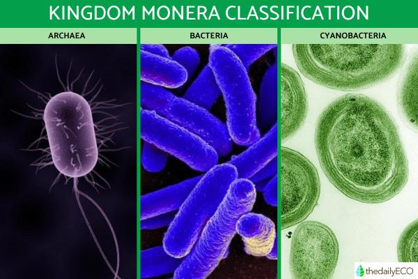 Kingdom Monera Definition and Characteristics in Biology - Classification of the kingdom Monera