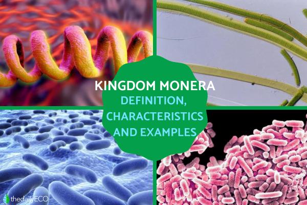 Kingdom Monera Definition and Characteristics in Biology