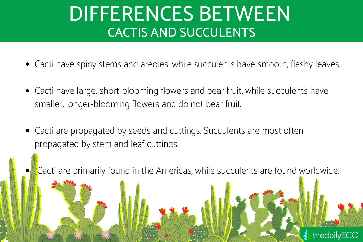 garden seeds near me Southern Garden Collection
