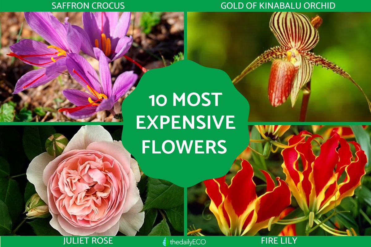 10 The Most Expensive Flowers in the World With Photos